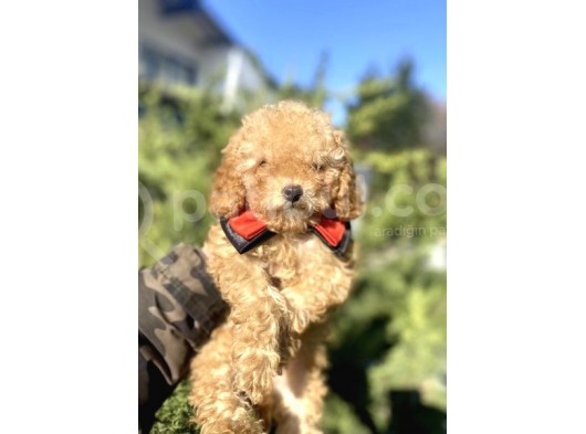 A Kali̇te Toy Poodle Oyuncak Bebekler