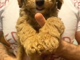 Toy Poodle Yavrularımız Yeni Yuvalarını Arıyor