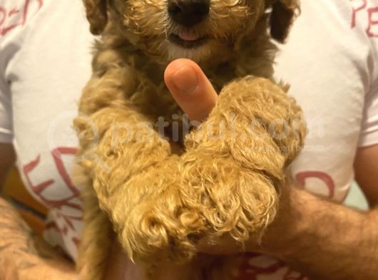 Toy Poodle Yavrularımız Yeni Yuvalarını Arıyor görsel