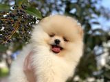 Teddy Bear Pomerani̇an Boo Üst Kali̇te