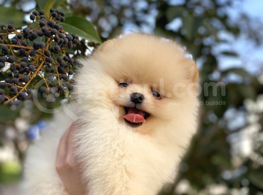 Teddy Bear Pomerani̇an Boo Üst Kali̇te görsel