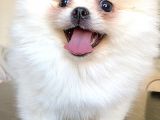 Teddy Bear Pomerani̇an Boo Di̇şi̇