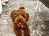 Red Brown Toy Poddle