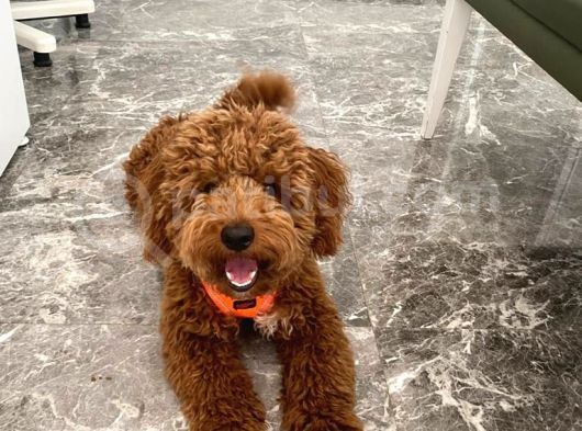 Red Brown Toy Poddle