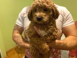 Toy Poodle Yavrularımız Yeni Yuvalarını Arıyor