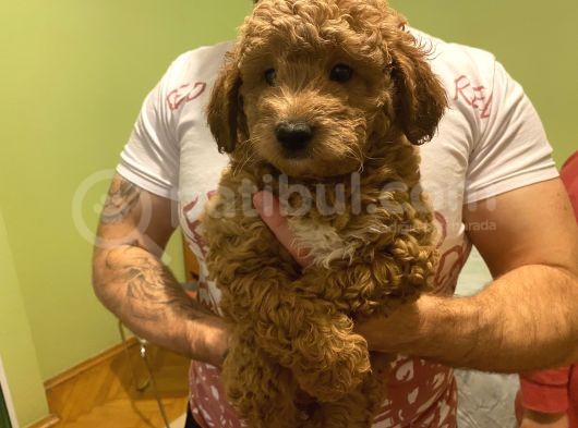 Toy Poodle Yavrularımız Yeni Yuvalarını Arıyor görsel