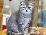 Blue Tabby Scottish Fold Dişi Yavrumuz