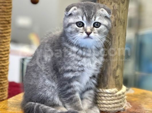 Blue Tabby Scottish Fold Dişi Yavrumuz görsel