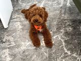 Red Brown Toy Poddle