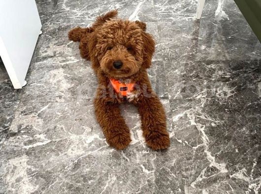 Red Brown Toy Poddle görsel