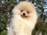Teddy Bear Pomerani̇an Boo Üst Kali̇te