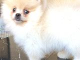 Pomerani̇an Boo Üst Kali̇te Di̇şi̇ Yavrumuz