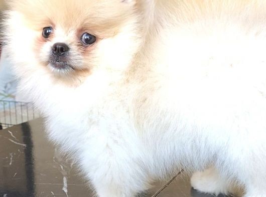 Pomerani̇an Boo Üst Kali̇te Di̇şi̇ Yavrumuz görsel