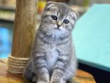 Blue Tabby Scottish Fold Dişi Yavrumuz