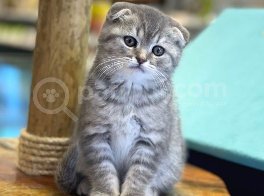 Blue Tabby Scottish Fold Dişi Yavrumuz