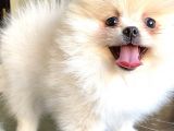 Teddy Bear Pomerani̇an Boo Di̇şi̇