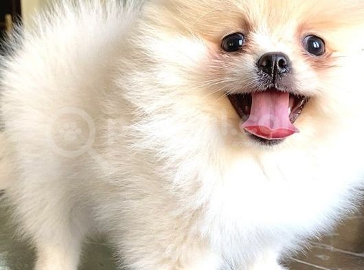Teddy Bear Pomerani̇an Boo Di̇şi̇ görsel