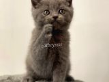 Sevimli Blue British Shorthair Dişi Erkek Yavrular