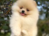 Teddy Bear Pomerani̇an Boo Üst Kali̇te