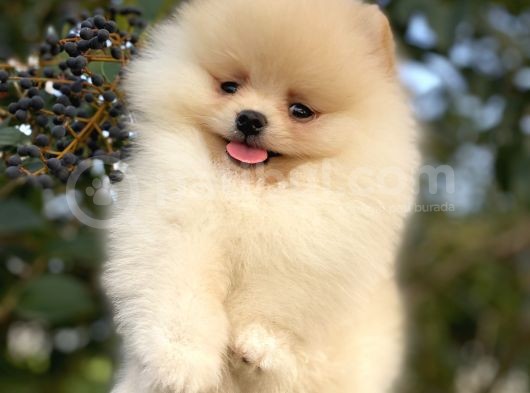 Teddy Bear Pomerani̇an Boo Üst Kali̇te