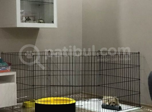 2.5 Aylık Aşıları Yapılmıştır. görsel