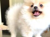 Teddy Bear Pomerani̇an Boo Di̇şi̇