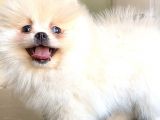 Teddy Bear Pomerani̇an Boo Di̇şi̇