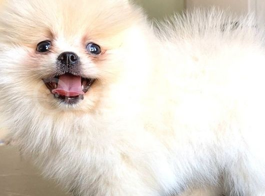 Teddy Bear Pomerani̇an Boo Di̇şi̇ görsel