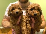 Toy Poodle Yavrularımız Yeni Yuvalarını Arıyor