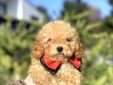 A Kali̇te Toy Poodle Oyuncak Bebekler