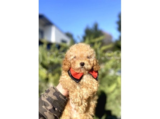A Kali̇te Toy Poodle Oyuncak Bebekler görsel