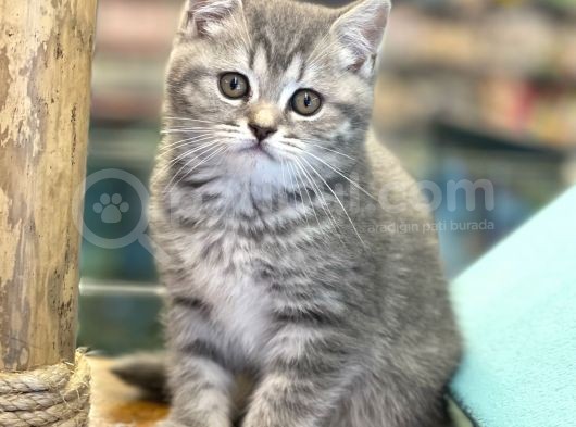 Blue Tabby British Shorthair Dişi Yavrumuz