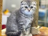 Blue Tabby Scottish Fold Dişi Yavrumuz