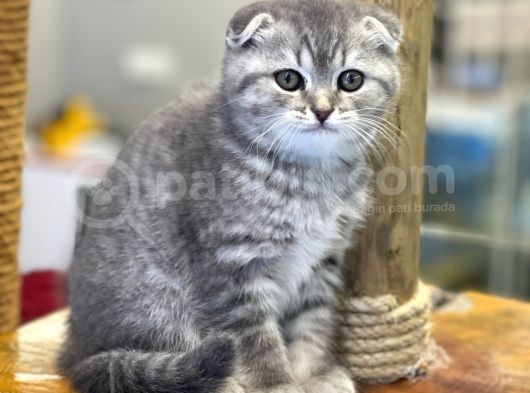 Blue Tabby Scottish Fold Dişi Yavrumuz görsel