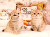 British Shorthair Yavruları 