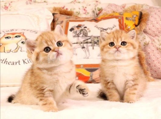 British Shorthair Yavruları  görsel