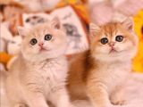 British Shorthair Yavruları 