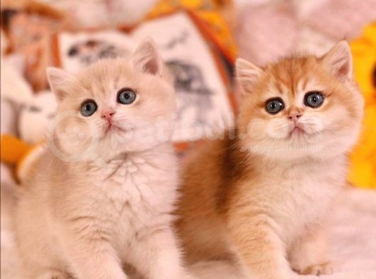 British Shorthair Yavruları  görsel