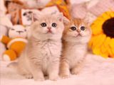 British Shorthair Yavruları 