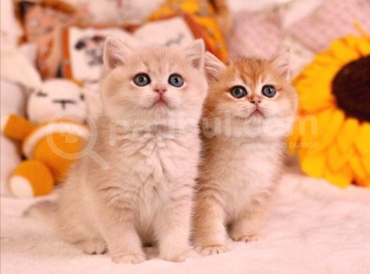 British Shorthair Yavruları 