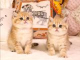 British Shorthair Yavruları 