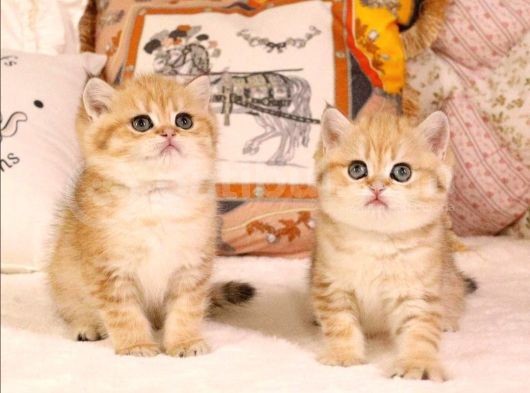 British Shorthair Yavruları  görsel