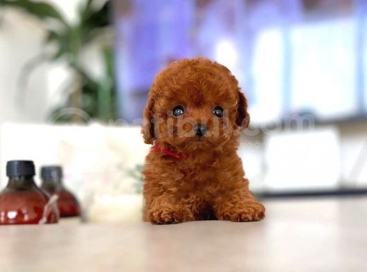 Mini Safkan Red  Toy Poodle Yavrularimiz görsel