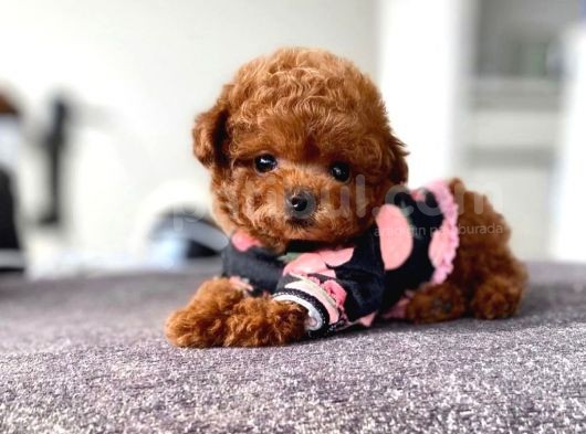 Mini Safkan Red  Toy Poodle Yavrularimiz