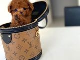 Mini Safkan Red  Toy Poodle Yavrularimiz
