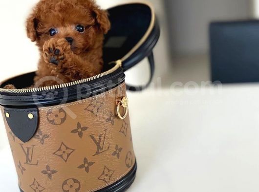 Mini Safkan Red  Toy Poodle Yavrularimiz görsel
