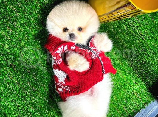 Yavru Patiler Farkı Ile Pomeranian Bo Yavrularımız