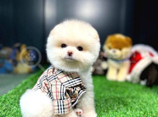Yavru Patiler Güvencesiyle Pomeranian Yavrular