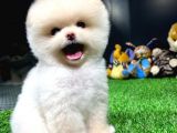 Yavru Patiler Güvencesiyle Pomeranian Yavrular