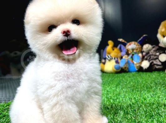 Yavru Patiler Güvencesiyle Pomeranian Yavrular görsel